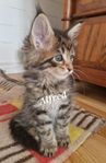 Maine Coon kattungar med stamtavla i Sverak