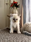 Ragdoll kattungar
