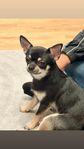 charmige Lyx Chihuahua