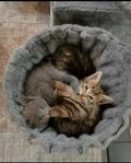 Kattungar 