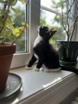 Kattunge