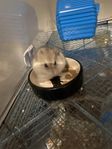 hamster