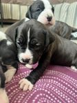 American bully’s xl