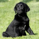 Labrador valpar
