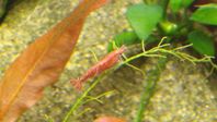 Neocaridina körsbärsräkor
