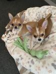 Vår älskade chihuahua valp söker sitt för-alltid-hem