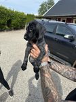 strävhåriga vorstevalpar