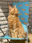 Maine Coons