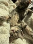 Abessinier Bengal/ Bondkattungar