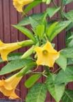Gul änglatrumpet (Brugmansia)