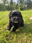 Bichon Havanais(reg. SKK) 