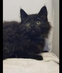 Maffig Maine Coon kille