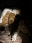 Mysig liten kattfamilj söker nytt hem