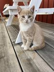 kattungar