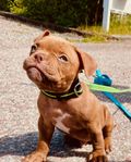 American Bully Pocket