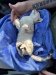 Bengal kattunge 