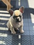 Fransk bulldog leverans 27/6