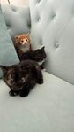 3 söta långhöriga kattungar