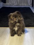Pomchi valp