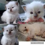 Ragdoll kattungar 