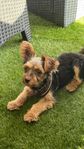 yorkshireterrier hane 7 månader 