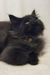 Härlig Maine Coon kille