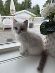 Kattunge ragdoll
