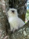 Leveransklar Ragdoll