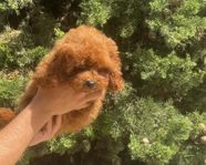 Maltipoo Toy och Toypudel-valpar