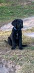Labradoodle valpar (korthåriga)