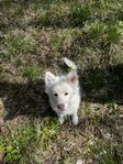 Finska lapphundvalpar