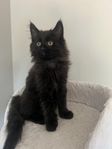 Kattunge 50% Maine coon