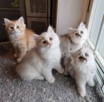 SötNosar  Brittisk långhår Ragdoll Chinchilla 