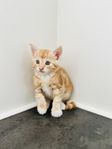 Kattungar 