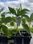 Chiliplantor