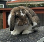 Dvärgvädur hona