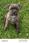 Staffordshire Bullterrier