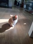 kattungar skogskattblandning