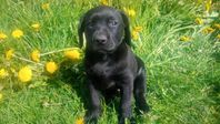 labrador tik
