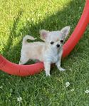 Chihuahua tik