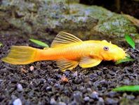 Ancistrus gold 15 cm