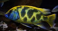 Malawi Nimbochromis Venustus