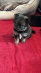 Pomeranian valpar