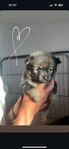 Pomeranian valpar