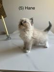 Ragdoll kattungar