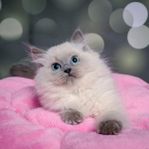 katter