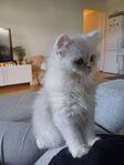 Brittisk långhårig kattunge 
