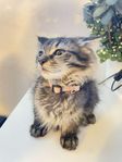 maine coon söt katt