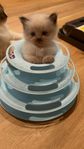 Ragdoll Kattunge