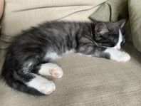 Gosiga kattungar redo för sina nya hem